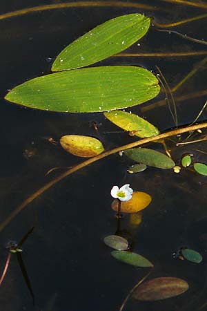 Luronium natans \ Froschkraut, Schwimml�ffel / Floating Water-Plantain, D Dorsten 14.6.2018