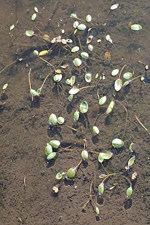 Luronium natans \ Froschkraut, Schwimml�ffel / Floating Water-Plantain, D Dorsten 14.6.2018