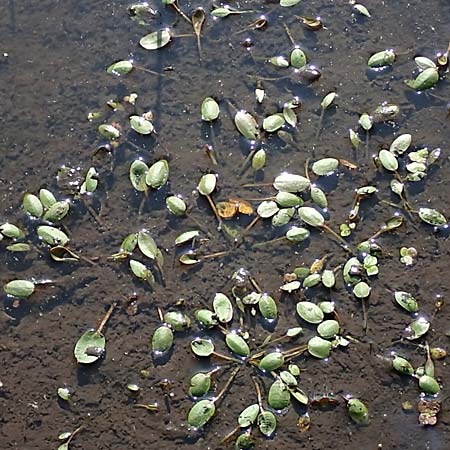 Luronium natans \ Froschkraut, Schwimml�ffel / Floating Water-Plantain, D Dorsten 14.6.2018