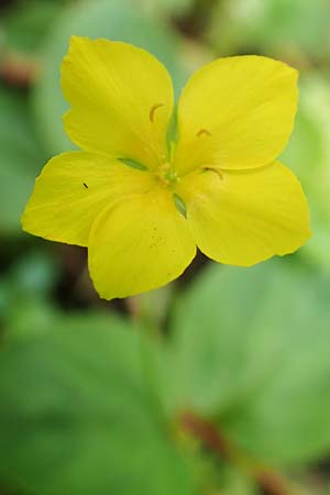 Lysimachia nemorum \ Hain-Gilb-Weiderich / Yellow Pimpernel, D Olpe 14.6.2019