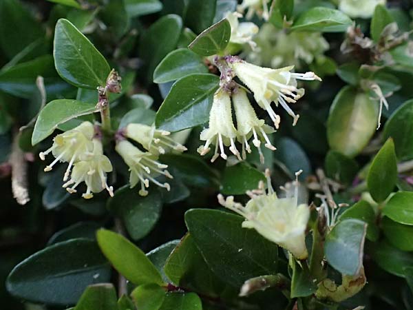 Lonicera nitida \ Heckenmyrte, Strauch-Heckenkirsche / Boxleaf Honeysuckle, D Essen 11.4.2025