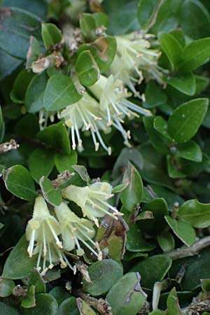Lonicera nitida \ Heckenmyrte, Strauch-Heckenkirsche / Boxleaf Honeysuckle, D Essen 11.4.2025