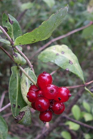 Lonicera periclymenum \ Wald-Gei�blatt / Honeysuckle, D Hassloch 30.7.2008