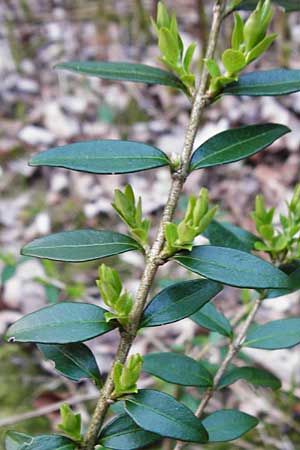 Lonicera nitida \ Heckenmyrte, Strauch-Heckenkirsche / Boxleaf Honeysuckle, D Alsbach 19.3.2015