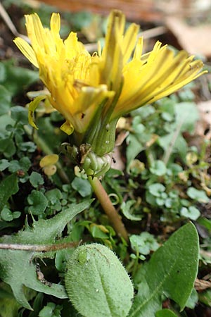 Taraxacum proximum \ Braunfr&uuml;chtiger L�wenzahn / Umber-Fruited Dandelion, D Schwetzingen 7.11.2015