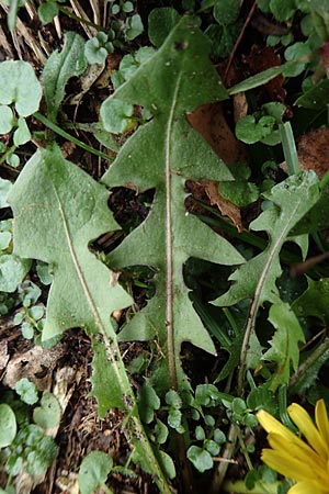 Taraxacum proximum \ Braunfr&uuml;chtiger L�wenzahn / Umber-Fruited Dandelion, D Schwetzingen 7.11.2015