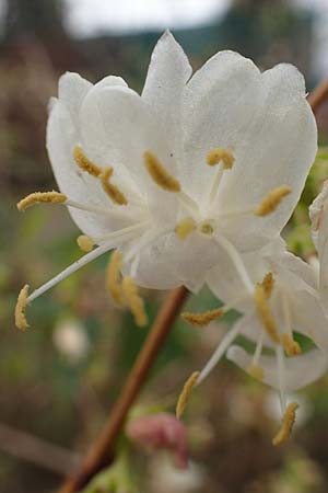Lonicera fragrantissima \ Winter-Heckenkirsche, Duft-Heckenkirsche / Winter Honeysuckle, D Weinheim an der Bergstra&szlig;e 11.2.2018