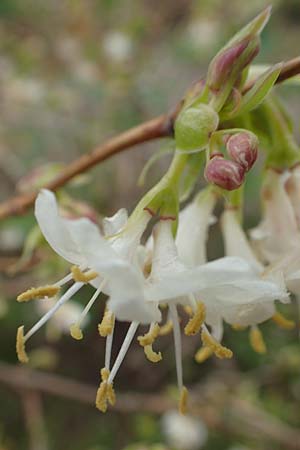 Lonicera fragrantissima \ Winter-Heckenkirsche, Duft-Heckenkirsche / Winter Honeysuckle, D Weinheim an der Bergstra&szlig;e 11.2.2018