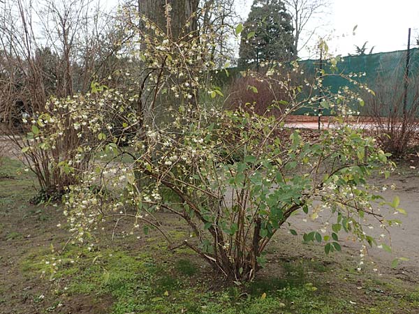 Lonicera fragrantissima \ Winter-Heckenkirsche, Duft-Heckenkirsche / Winter Honeysuckle, D Weinheim an der Bergstra&szlig;e 11.2.2018