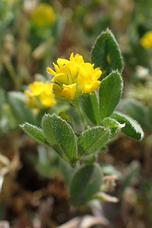Medicago minima \ Zwerg-Schneckenklee / Burr Medick, D Mannheim 13.5.2021