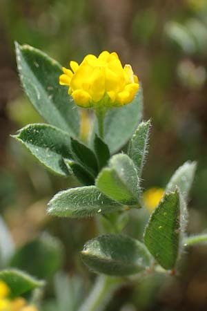 Medicago minima \ Zwerg-Schneckenklee / Burr Medick, D Mannheim 13.5.2021