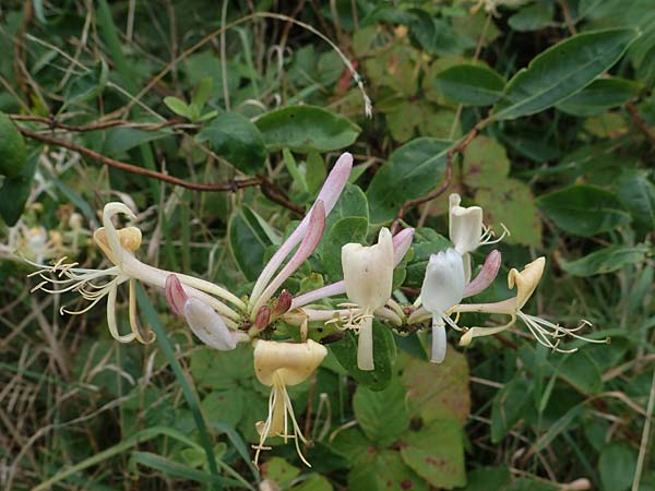 Lonicera periclymenum \ Wald-Gei�blatt / Honeysuckle, D Hohwacht 13.9.2021