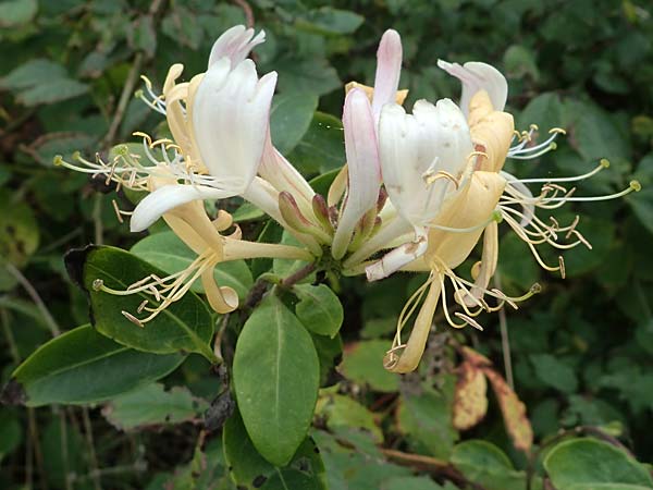 Lonicera periclymenum \ Wald-Gei�blatt / Honeysuckle, D Hohwacht 13.9.2021