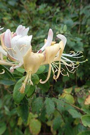 Lonicera periclymenum \ Wald-Gei�blatt / Honeysuckle, D Hohwacht 13.9.2021