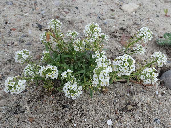 Lobularia maritima \ Strandkresse, Wei�es Steinkraut / Sweet Alison, D Wendtorf 18.9.2021