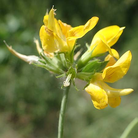 Lotus pedunculatus \ Sumpf-Hornklee / Greater Bird's-Foot Trefoil, D Wald-Michelbach 14.8.2022