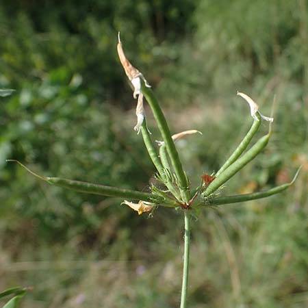 Lotus pedunculatus \ Sumpf-Hornklee / Greater Bird's-Foot Trefoil, D Wald-Michelbach 14.8.2022