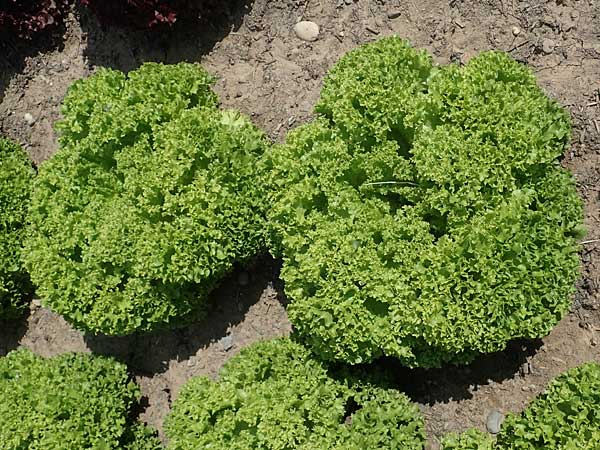 Lactuca sativa \ Kopfsalat / Lettuce, D Mannheim 3.6.2023