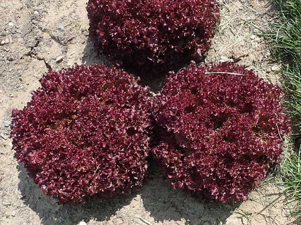 Lactuca sativa \ Kopfsalat / Lettuce, D Mannheim 3.6.2023