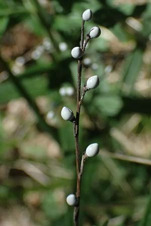 Lithospermum officinale \ Echter Steinsame / Common Gromwell, D Karlsruhe 30.5.2025
