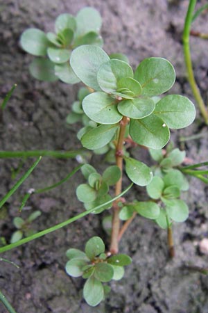 Lythrum portula \ Sumpfquendel / Water Purslane, D Hassloch 30.7.2008