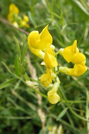 Lathyrus pratensis \ Wiesen-Platterbse / Meadow Vetchling, D Gro&szlig;-Umstadt 29.6.2013