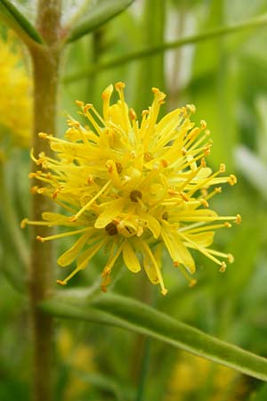 Lysimachia thyrsiflora \ Strau�bl�tiger Gilb-Weiderich / Tufted Loosestrife, D Weinheim an der Bergstra&szlig;e, Botan. Gar.  Hermannshof 23.5.2015