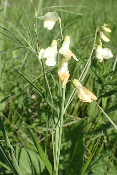 Lathyrus pannonicus subsp. collinus \ H�gel-Platterbse / Hungarian Pea, D T&uuml;bingen 7.5.2016