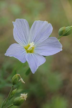 Linum perenne \ Ausdauernder Lein / Perennial Flax, D Bickenbach 22.7.2016