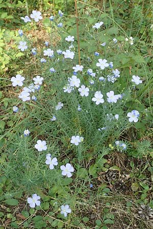 Linum perenne \ Ausdauernder Lein / Perennial Flax, D Bickenbach 22.7.2016