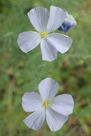 Linum perenne \ Ausdauernder Lein / Perennial Flax, D Bickenbach 22.7.2016