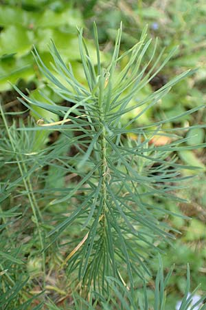 Linum perenne \ Ausdauernder Lein / Perennial Flax, D Bickenbach 22.7.2016