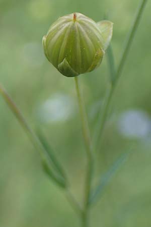 Linum perenne \ Ausdauernder Lein / Perennial Flax, D Bickenbach 22.7.2016
