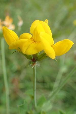 Lotus pedunculatus \ Sumpf-Hornklee / Greater Bird's-Foot Trefoil, D Heidelberg 29.7.2016