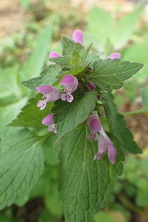 Lamium purpureum \ Rote Taubnessel / Red Dead-Nettle, D K&ouml;ln-Z&uuml;ndorf 23.5.2018