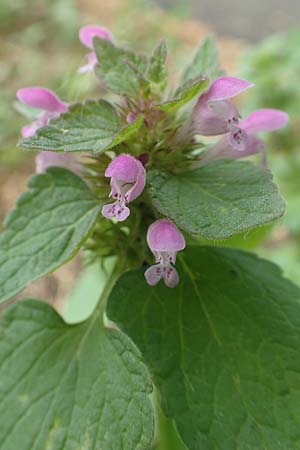 Lamium purpureum \ Rote Taubnessel / Red Dead-Nettle, D K&ouml;ln-Z&uuml;ndorf 23.5.2018