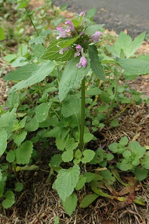 Lamium purpureum \ Rote Taubnessel / Red Dead-Nettle, D K&ouml;ln-Z&uuml;ndorf 23.5.2018