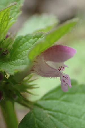 Lamium purpureum \ Rote Taubnessel / Red Dead-Nettle, D K&ouml;ln-Z&uuml;ndorf 23.5.2018