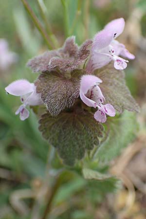 Lamium purpureum \ Rote Taubnessel / Red Dead-Nettle, D Viernheim 7.4.2020