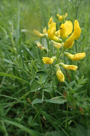 Lathyrus pratensis \ Wiesen-Platterbse / Meadow Vetchling, D Neuleiningen 15.6.2020