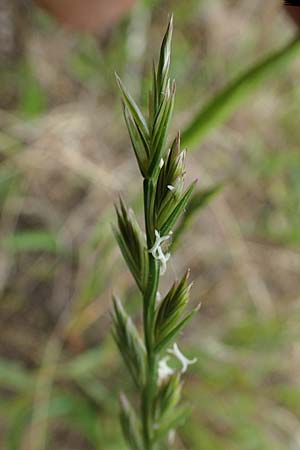 Lolium perenne \ Deutsches Weidelgras, Englisches Ray-Gras / Perennial Rye-Grass, D Hockenheim 8.6.2021