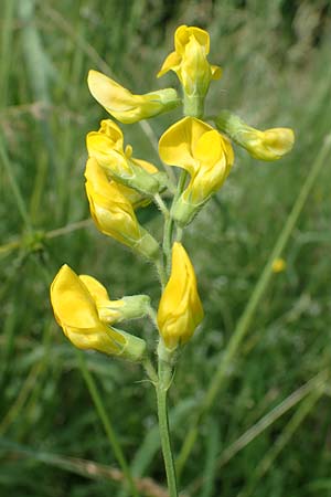 Lathyrus pratensis \ Wiesen-Platterbse / Meadow Vetchling, D Eggenstein-Leopoldshafen 12.6.2021