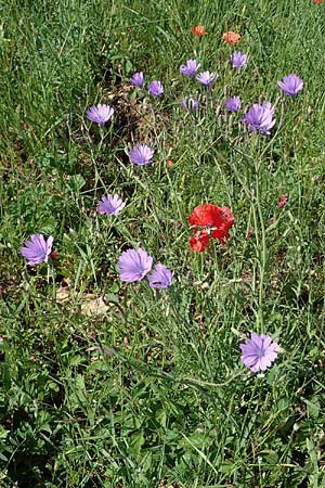 Lactuca perennis \ Blauer Lattich / Blue Lettuce, D Gr&uuml;nstadt-Asselheim 16.6.2021