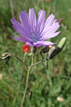 Lactuca perennis \ Blauer Lattich / Blue Lettuce, D Gr&uuml;nstadt-Asselheim 16.6.2021
