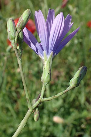 Lactuca perennis \ Blauer Lattich / Blue Lettuce, D Gr&uuml;nstadt-Asselheim 16.6.2021