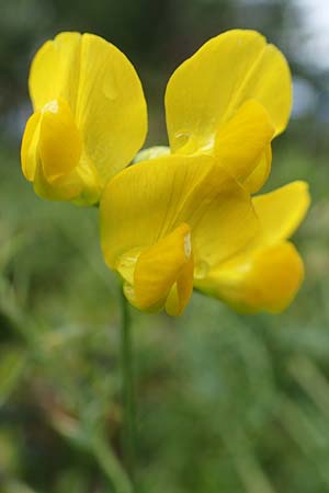 Lathyrus pratensis \ Wiesen-Platterbse / Meadow Vetchling, D Schwarzwald/Black-Forest, Hornisgrinde 2.8.2021