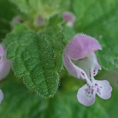 Lamium purpureum \ Rote Taubnessel / Red Dead-Nettle, D Elmpt 6.9.2021