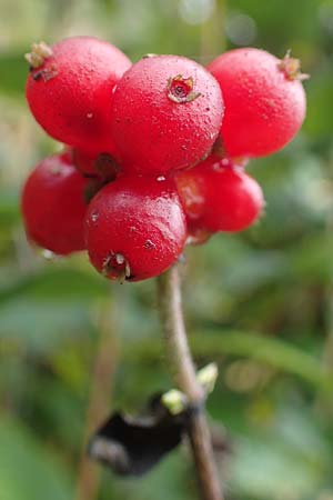 Lonicera periclymenum \ Wald-Gei�blatt / Honeysuckle, D Neum&uuml;nster, Dosenmoor 16.9.2021