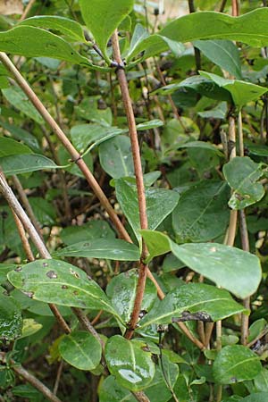 Lonicera periclymenum \ Wald-Gei�blatt / Honeysuckle, D Neum&uuml;nster, Dosenmoor 16.9.2021