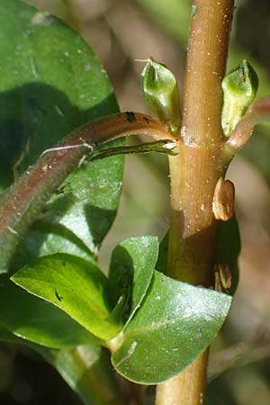 Ludwigia palustris \ Sumpf-Heusenkraut / Hampshire Purslane, D Zell am Harmersbach 1.10.2021